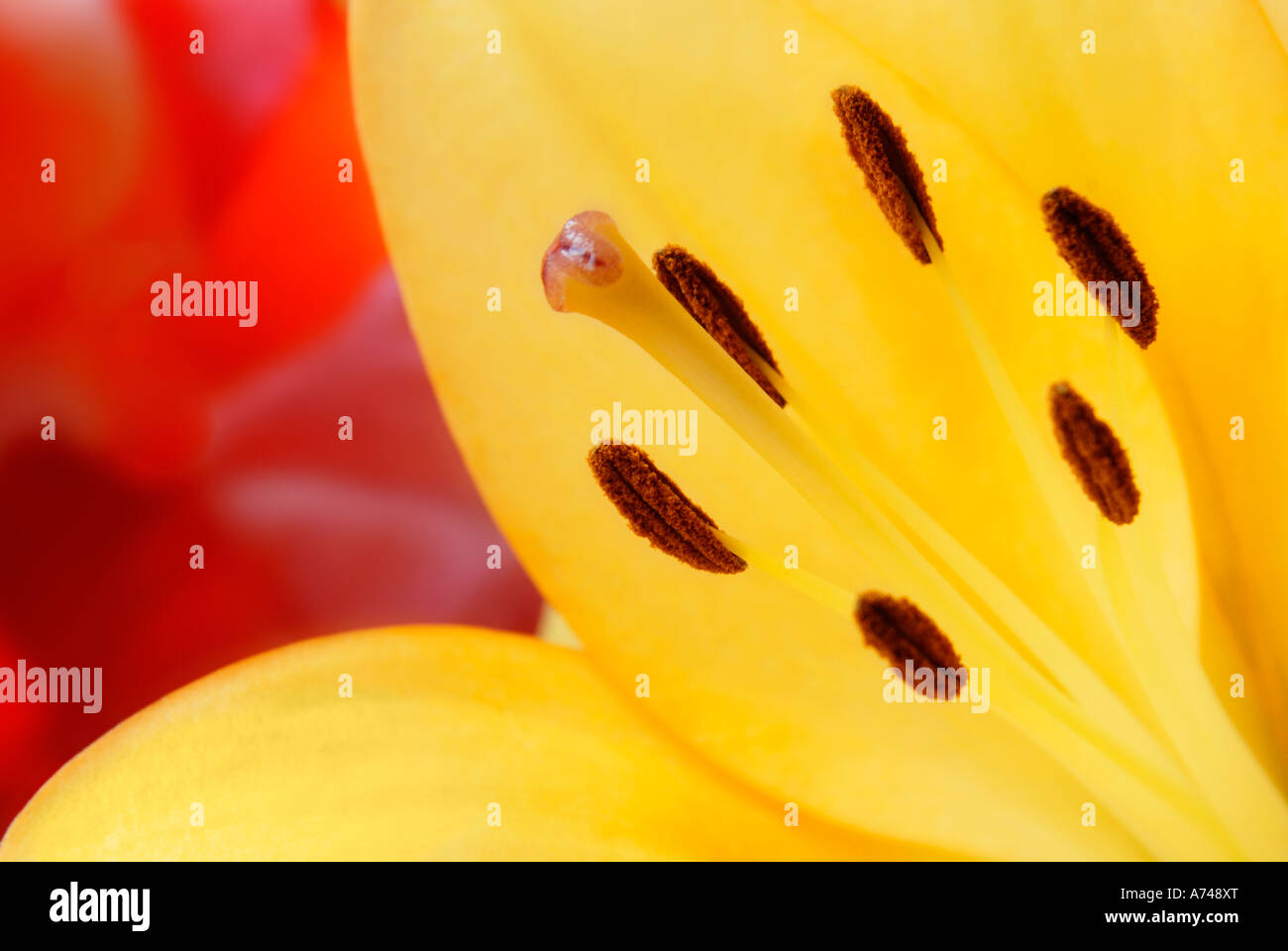 Close up of a pretty yellow lily flower Stock Photo