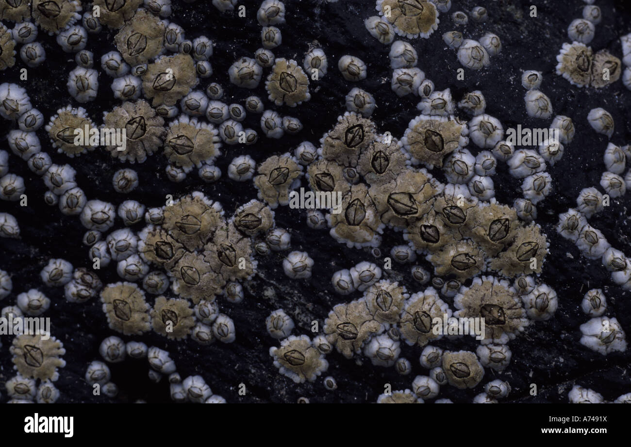 Barnacles on slate rock Stock Photo