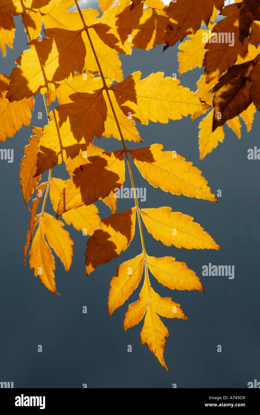 Golden autumnal leaves in the sunshine Stock Photo - Alamy