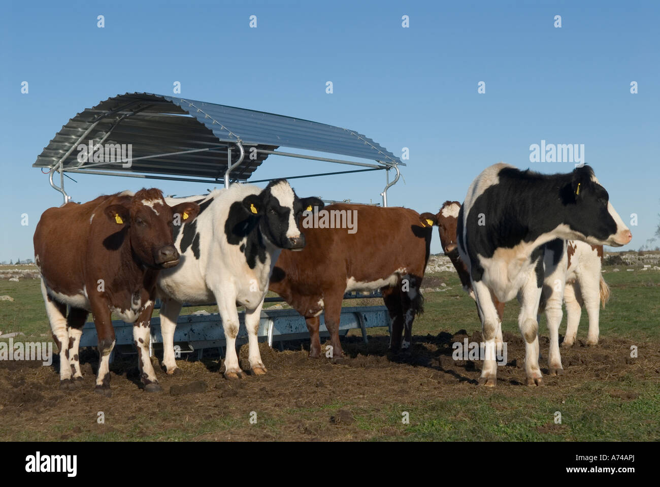 Cows with shelter Stock Photo Alamy
