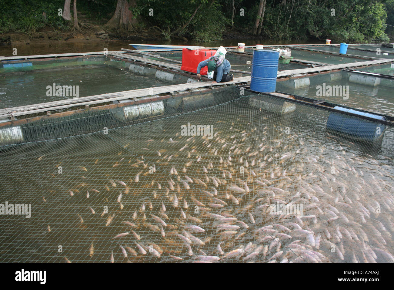 Fish farming in Terengganu, Malaysia Stock Photo: 11719769 ...