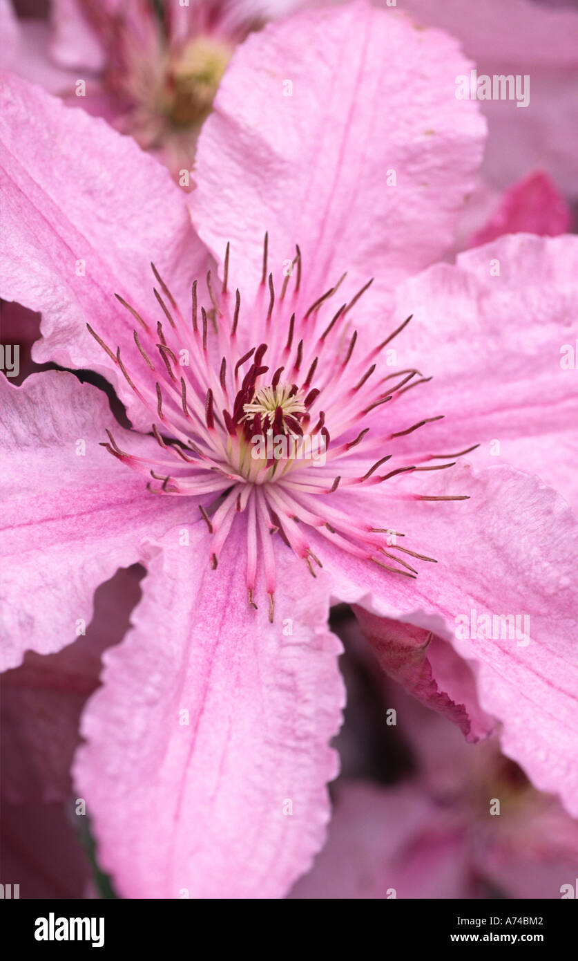Clematis Hagley Hybrid Stock Photo Alamy