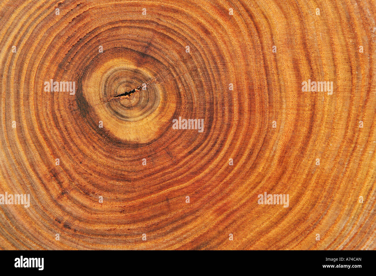 Close up of a cross section of an elm tree Stock Photo