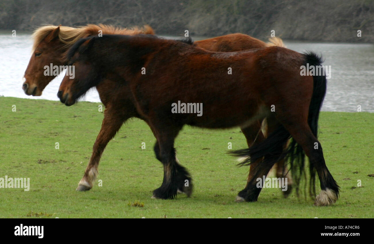 Horses running in Storm Port Meadow Oxford Stock Photo Alamy