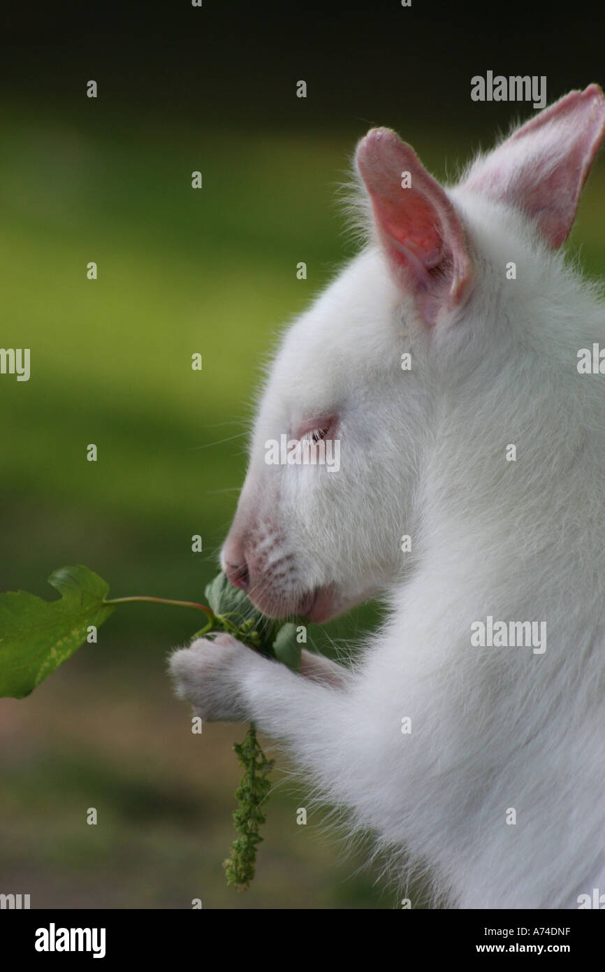 White wallaby, Stock Photo