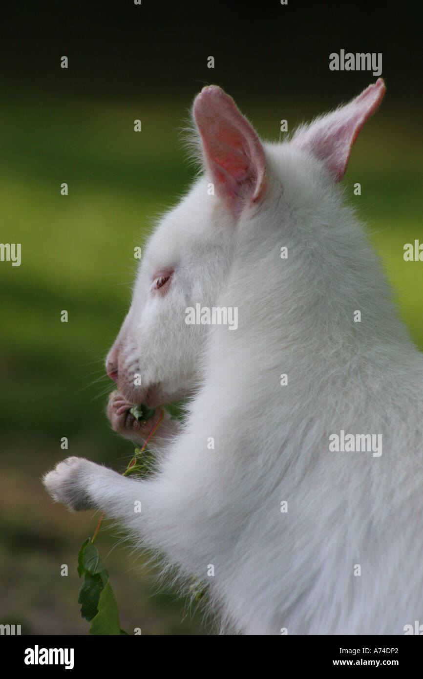 White wallaby, Stock Photo