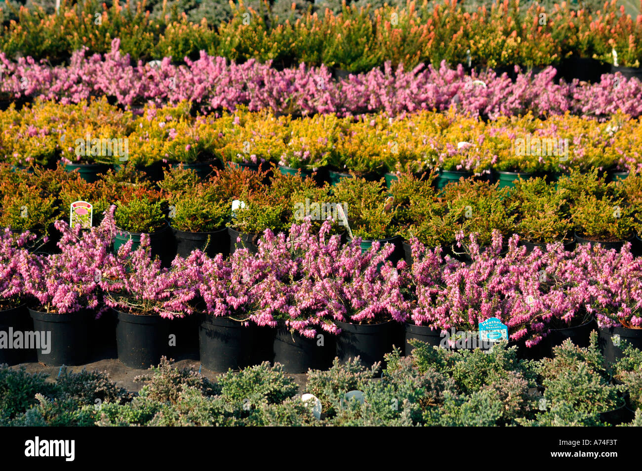 Species shrubs hi-res stock photography and images - Alamy