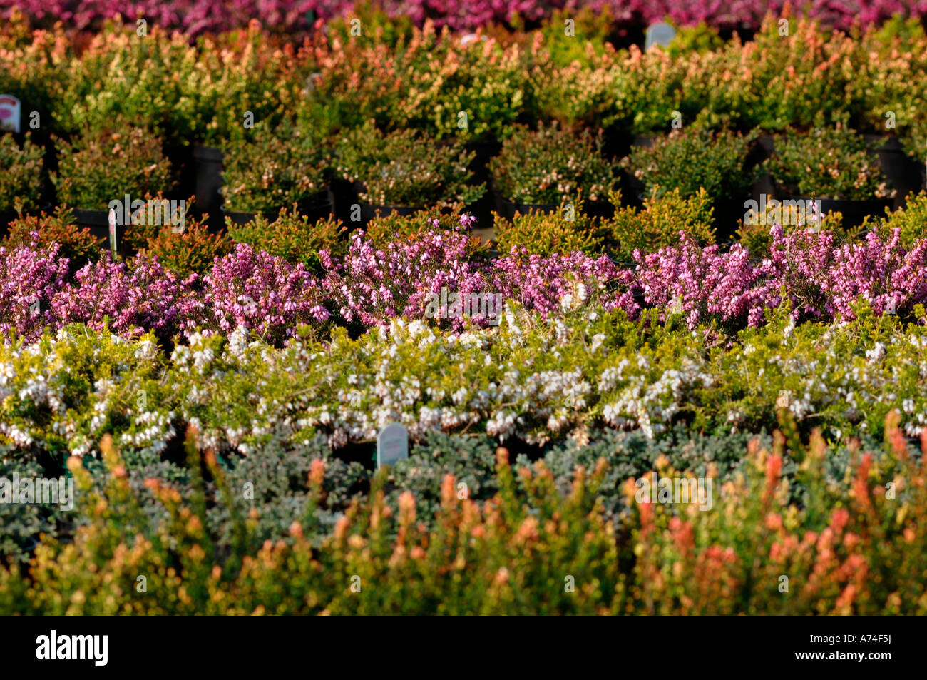 Species shrubs hi-res stock photography and images - Alamy