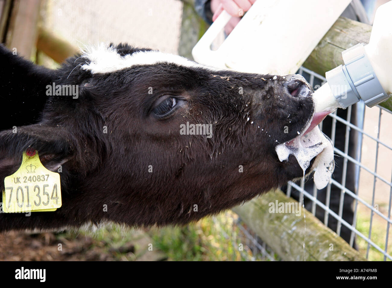 calf being bottle feed Stock Photo Alamy