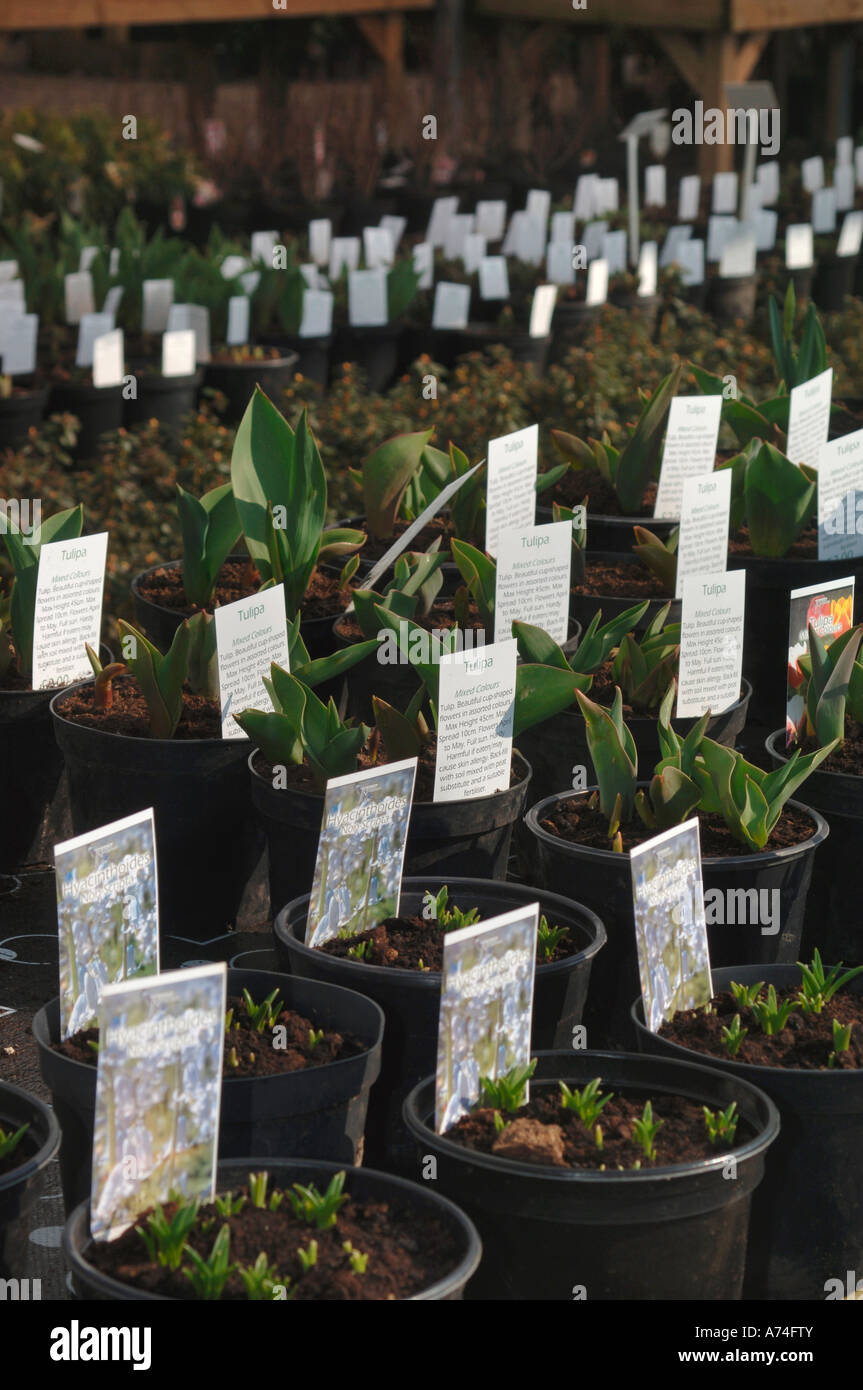 Tulip Bulbs Sprouting In Pots,Ready For Sale Stock Photo Alamy