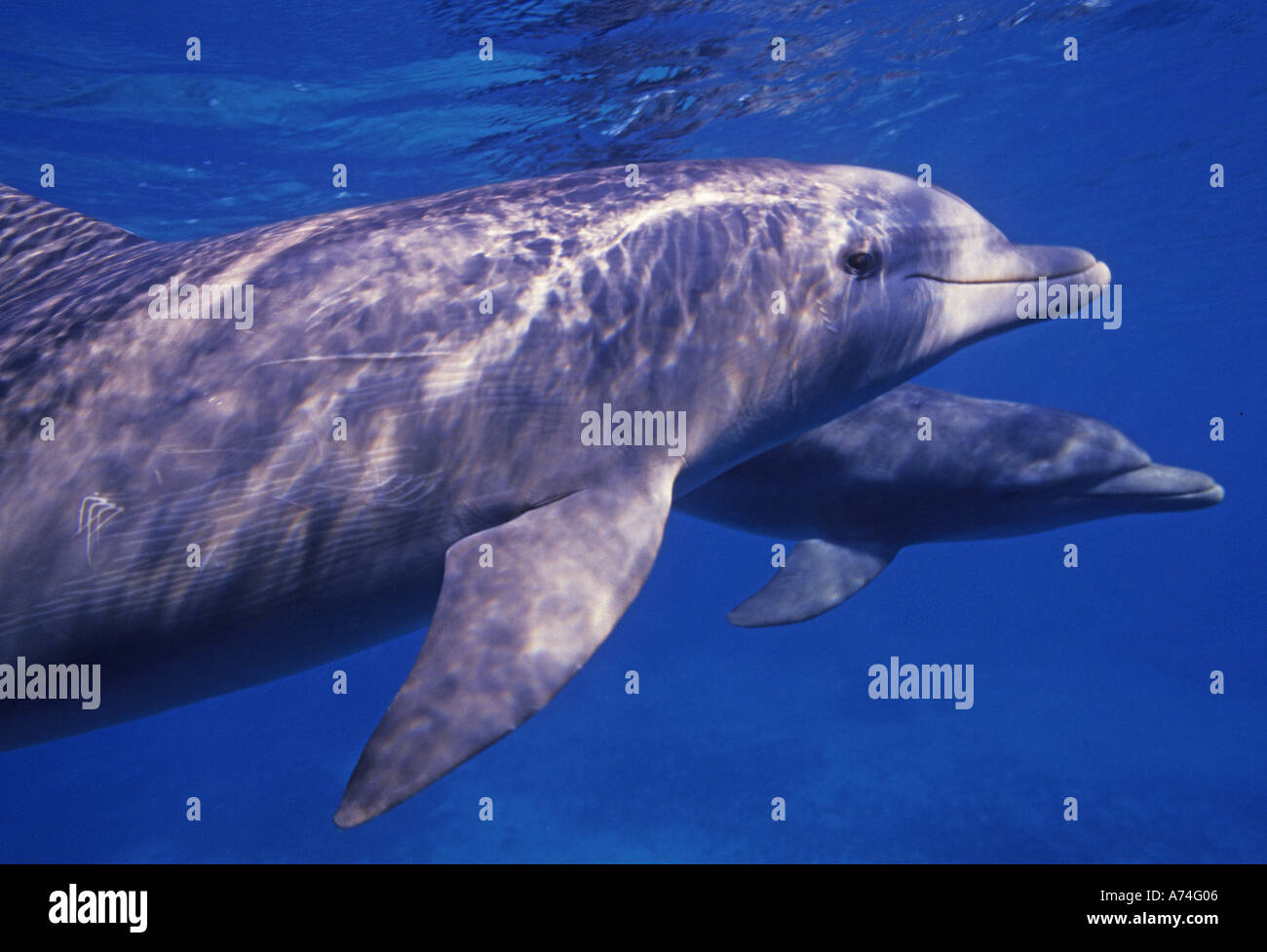 Mexico, Cozumel. Bottlenosed Dolphin, Tursiops Truncatus Stock Photo