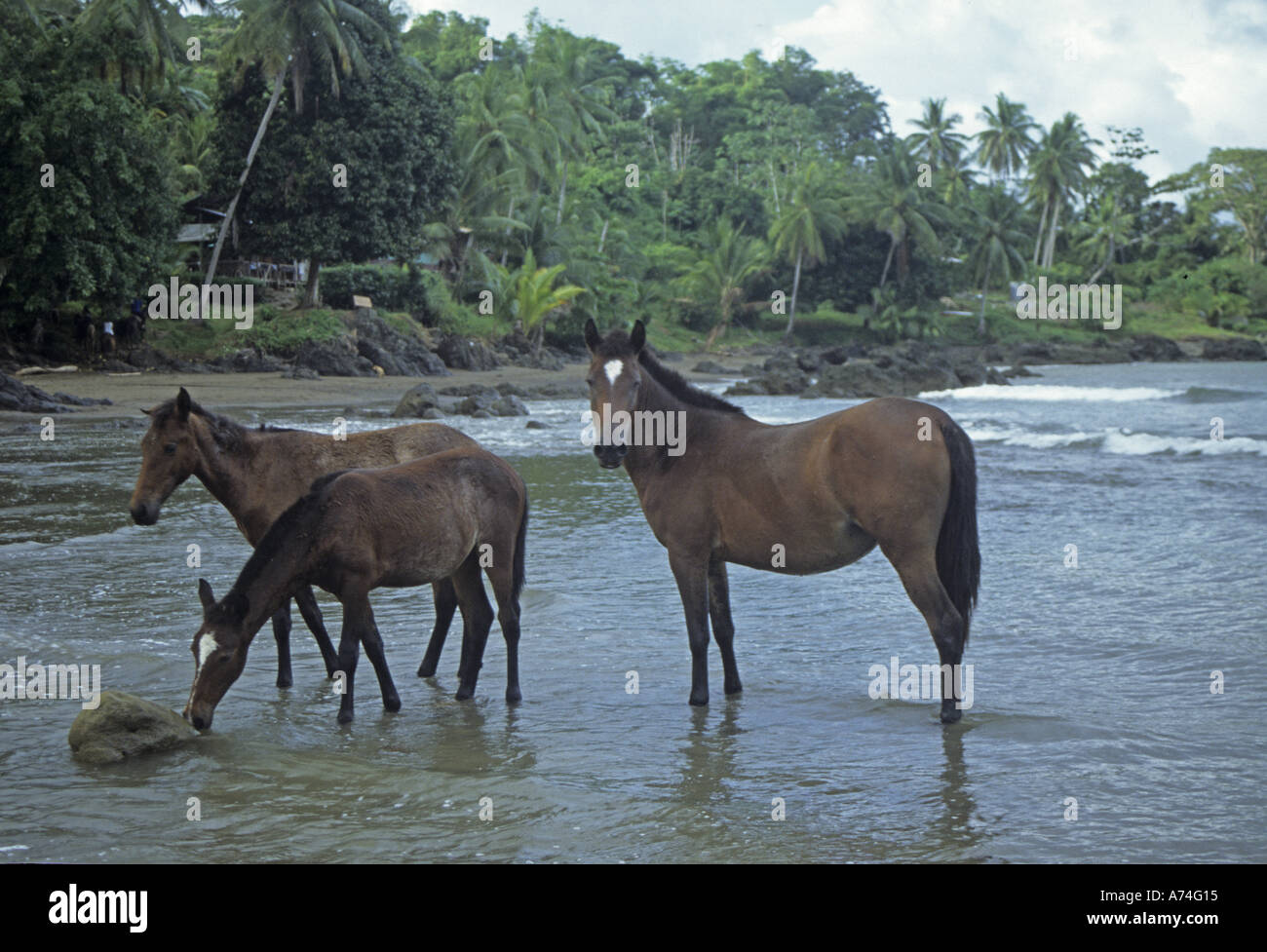 Are there horses in the rainforest