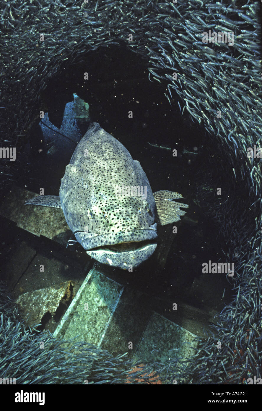 Jewfish Epinephelus itajara Stock Photo - Alamy