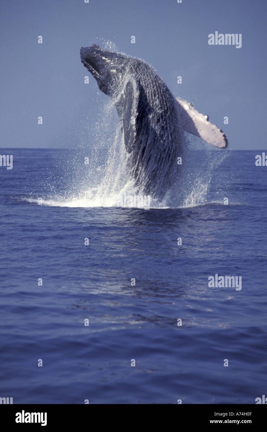 Humpback whale breaching (Megaptera novaeangliae Stock Photo - Alamy