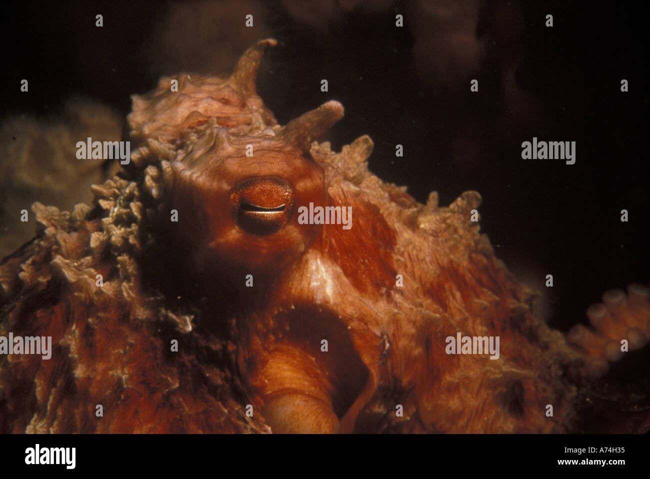 USA, Pacific NW Giant Pacific octopus, displaying horns Stock Photo