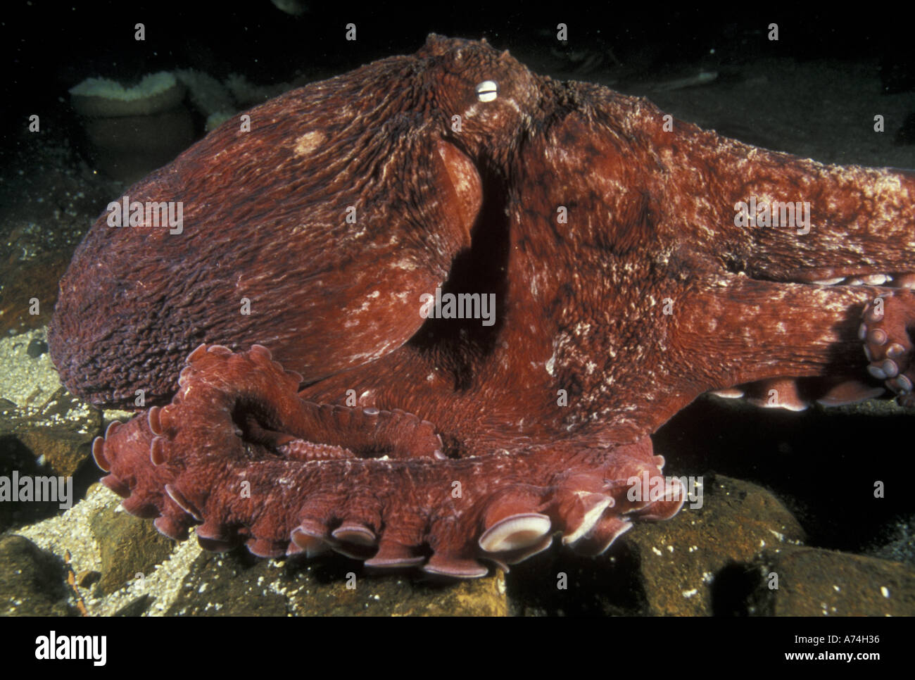 NA, USA, Pacific NW Giant Pacific octopus (Octopus dofleini) Stock Photo