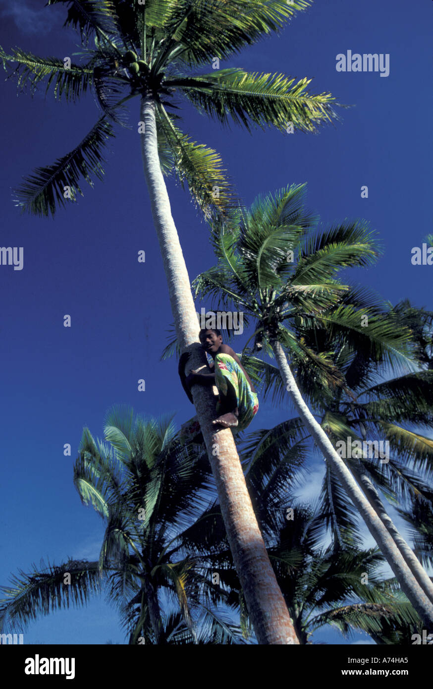 Fiji Islands, LaLa Resort, Boy climbing coconut tree Stock Photo
