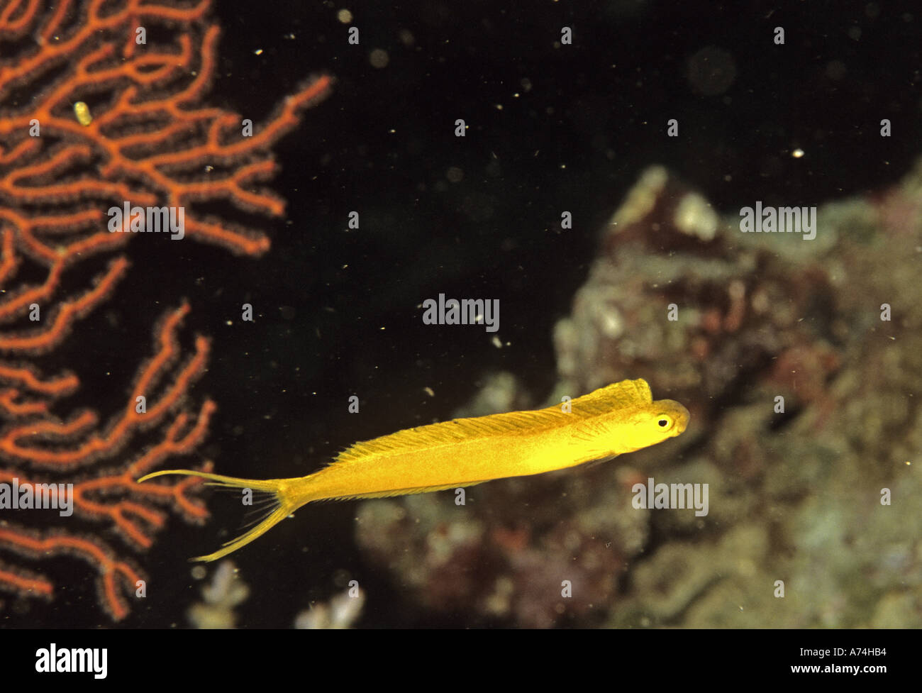 Oceania, Fiji. Yellow Poison Fang Blenny, Meiacanthus ovalauensis Endemic Stock Photo