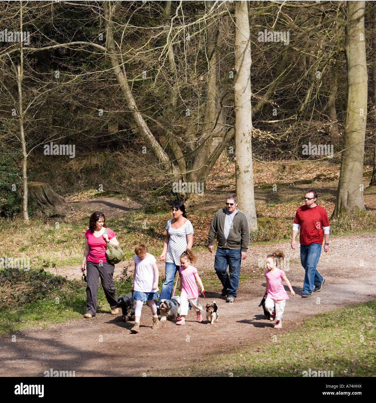 Family with young children and dogs walking in woods on forestry track Forest of Dean England UK Stock Photo
