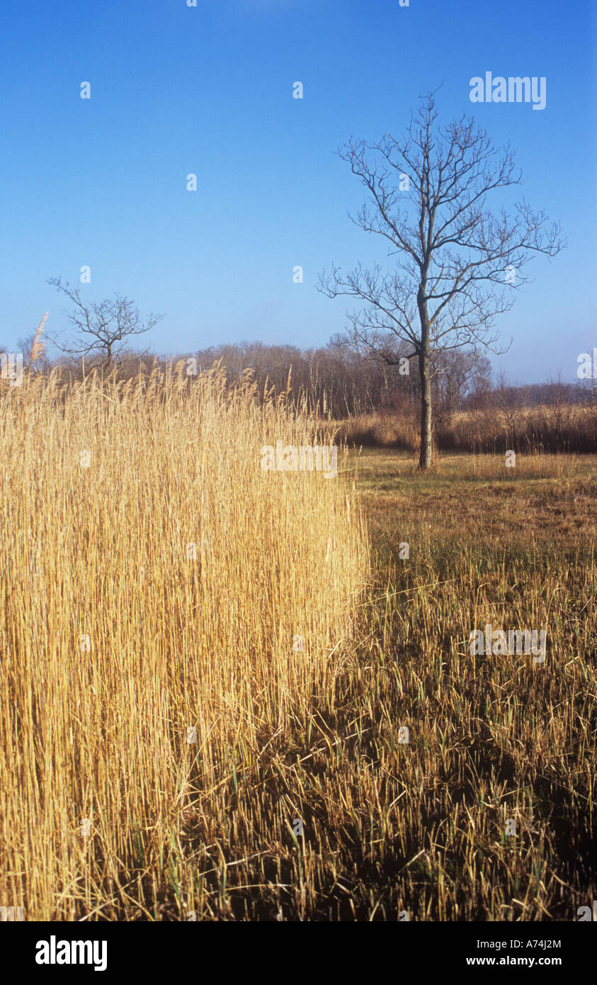 Partially harvested reedbed in golden winter light with isolated English oak trees and Common alder and Silver birch wood beyond Stock Photo