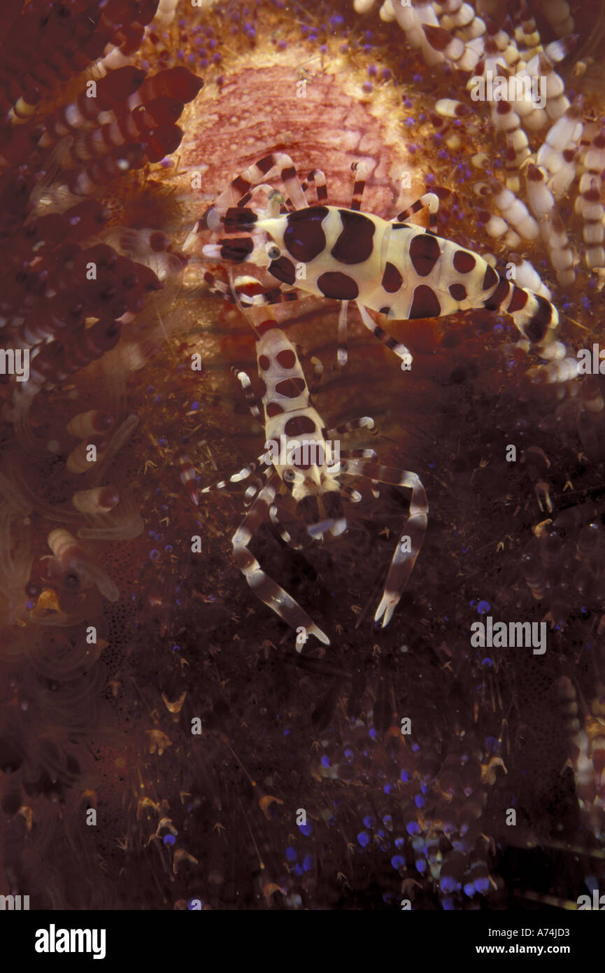 Coleman shrimp on fire urchin hires stock photography and images Alamy