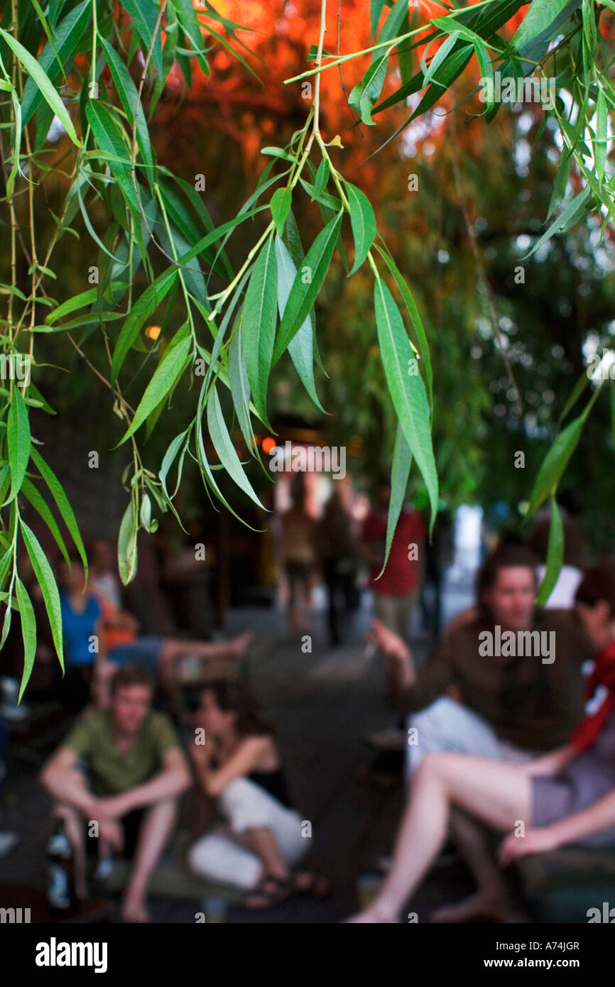 Willow tree in a bar in Berlin Germany Stock Photo Alamy