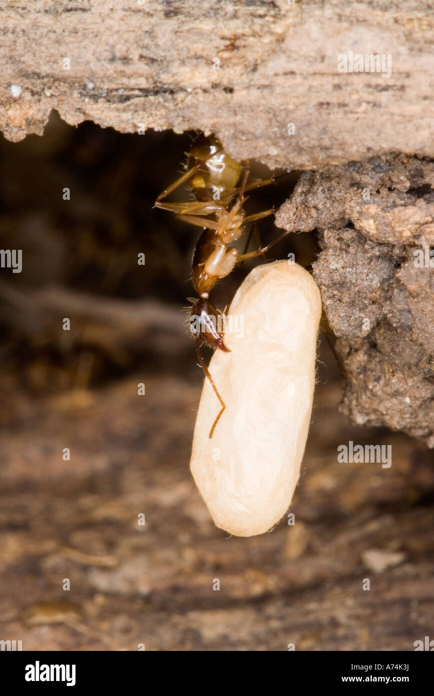 A Brown Sugar Ant, Camponotus consobrinus carrying an egg Stock Photo