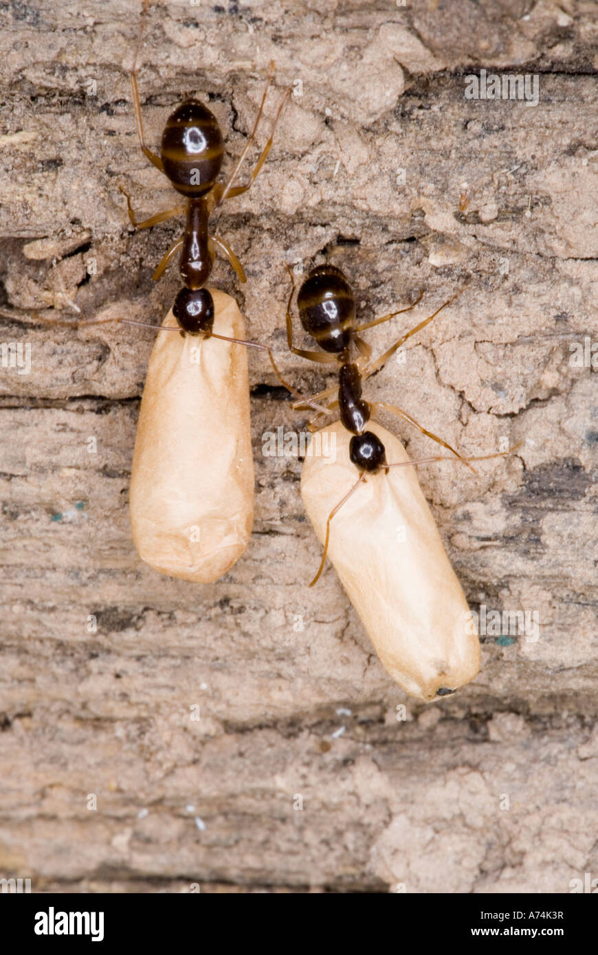 Sugar ants hires stock photography and images Alamy