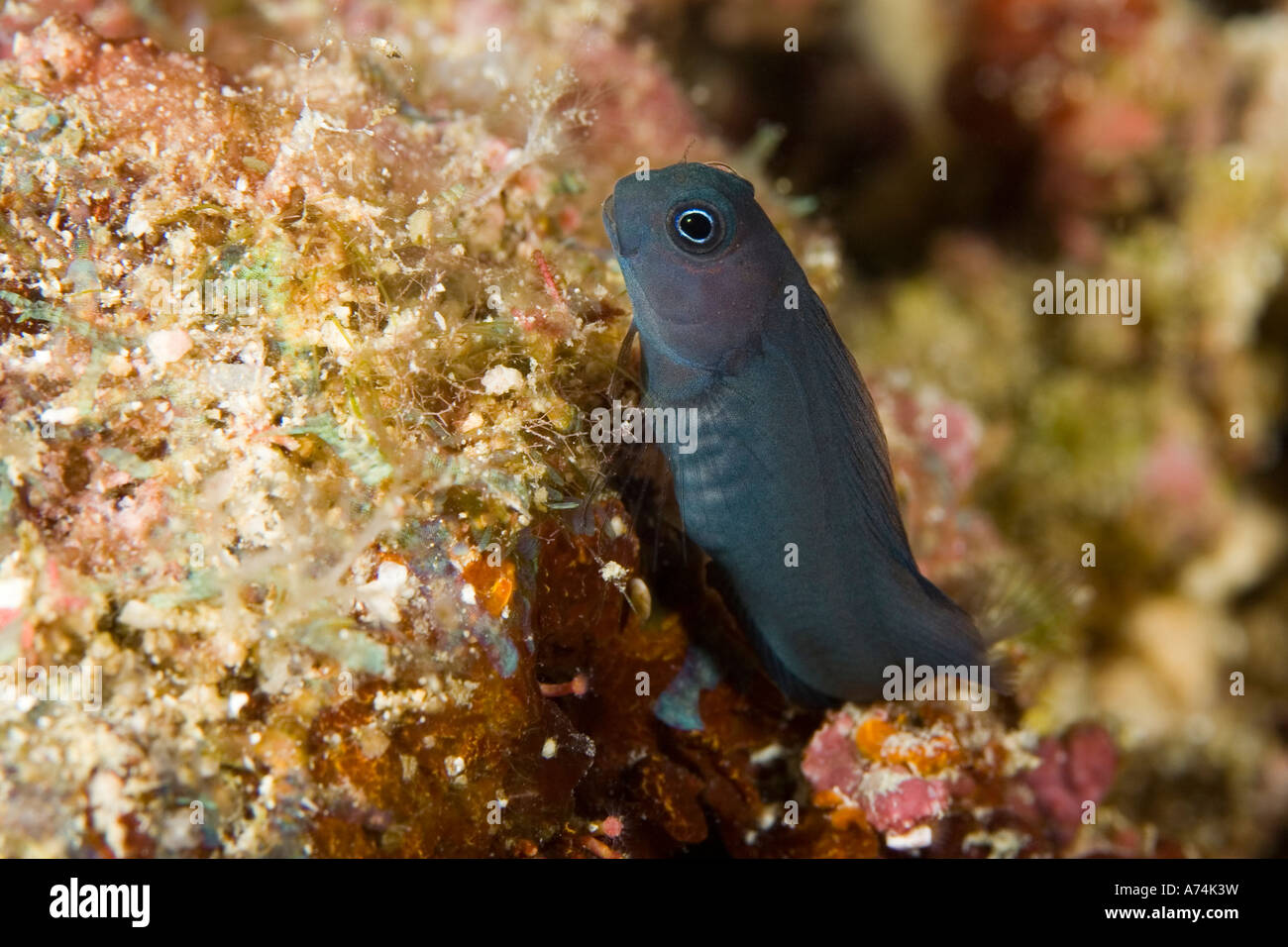 a tiny combtooth blenny, ecsenius bicolor, perched on the reef Stock Photo