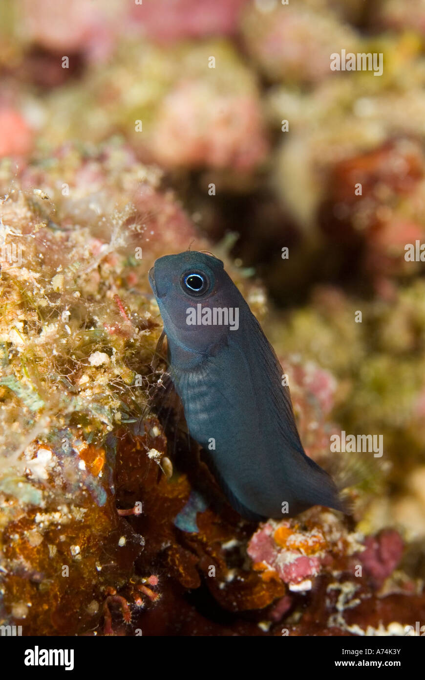 a tiny combtooth blenny, ecsenius bicolor, perched on the reef Stock Photo