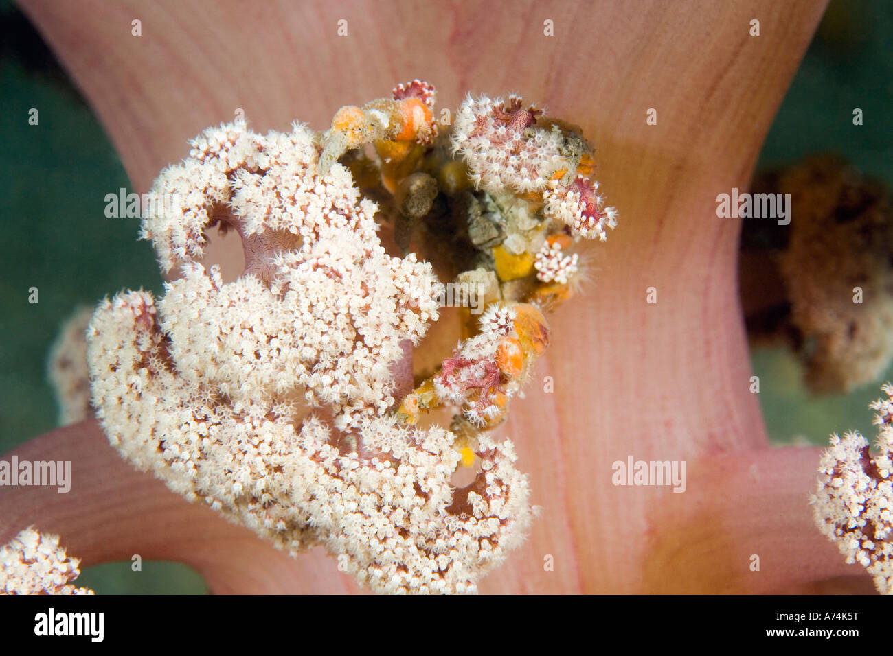 a decorator or spider crab, Hyastenus elatus, has covered its carapace with sponges and soft corals for camouflage Stock Photo