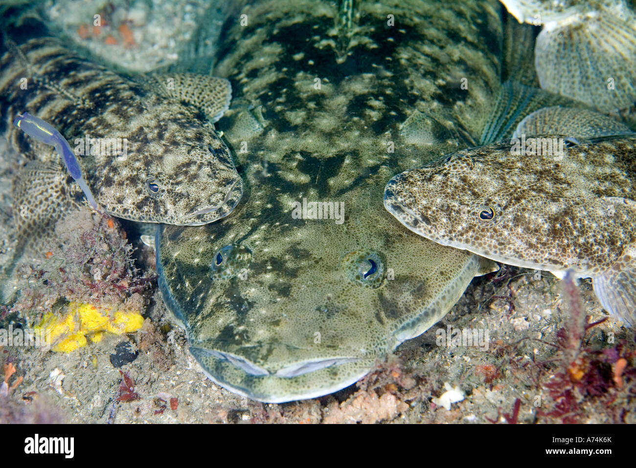 Gravid Female Dusky Flathead, Platycephalus fuscus, with two males laying on top and waiting for
