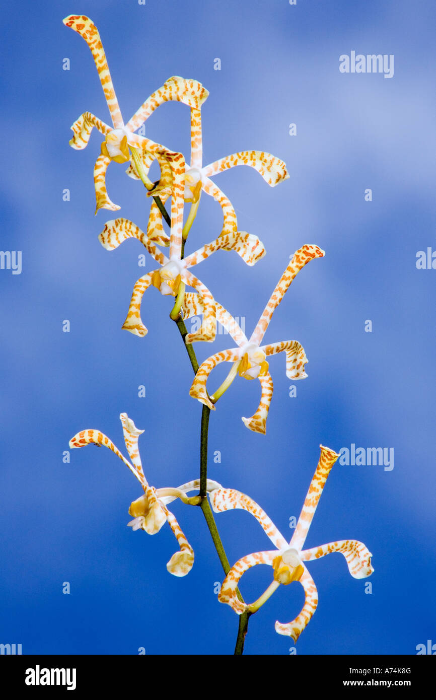 six tropical spider orchid blooms, Arachnis flos-aeris, portraited against blue sky Stock Photo