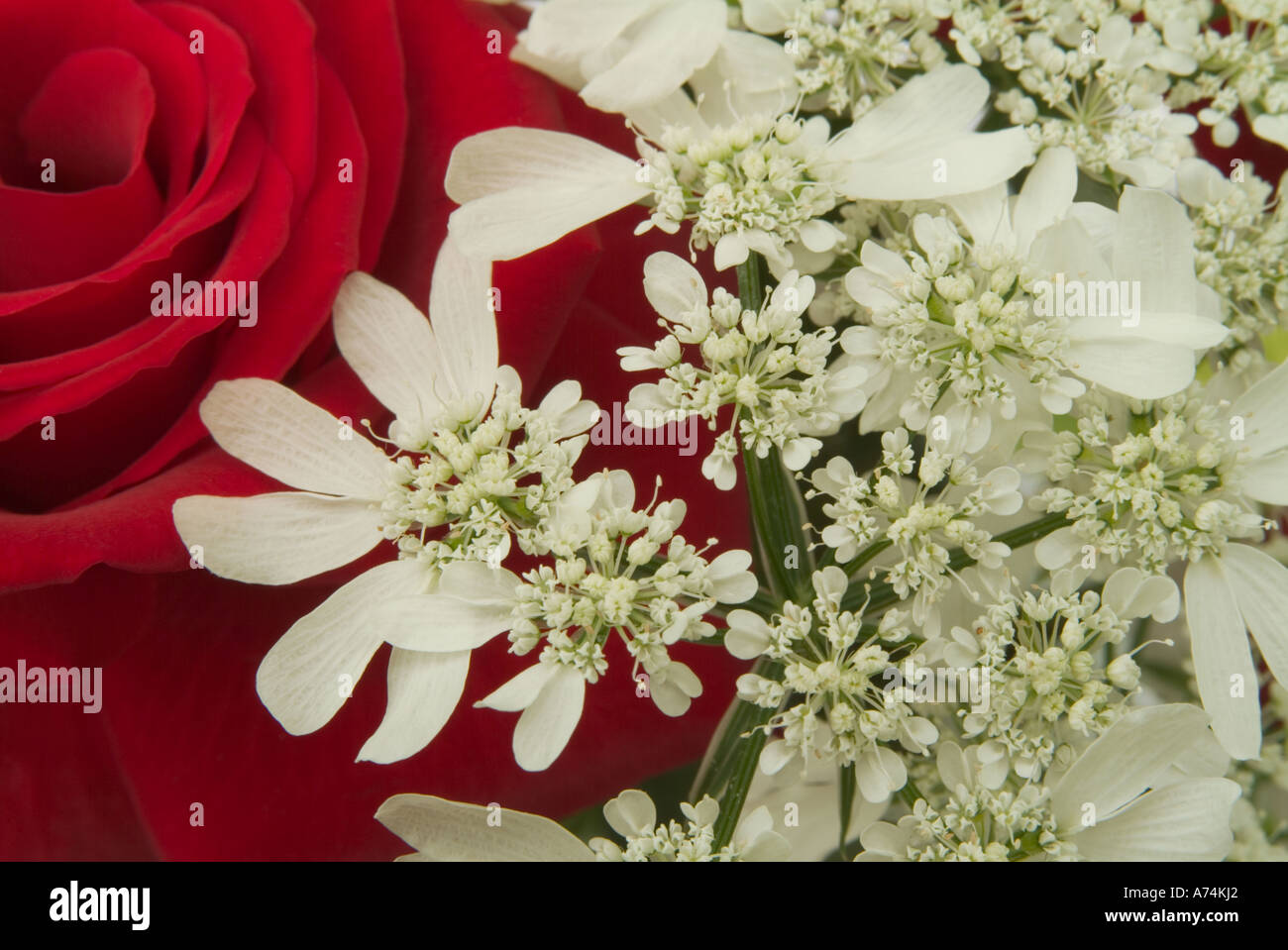 Orlaya grandiflora and red rose Stock Photo