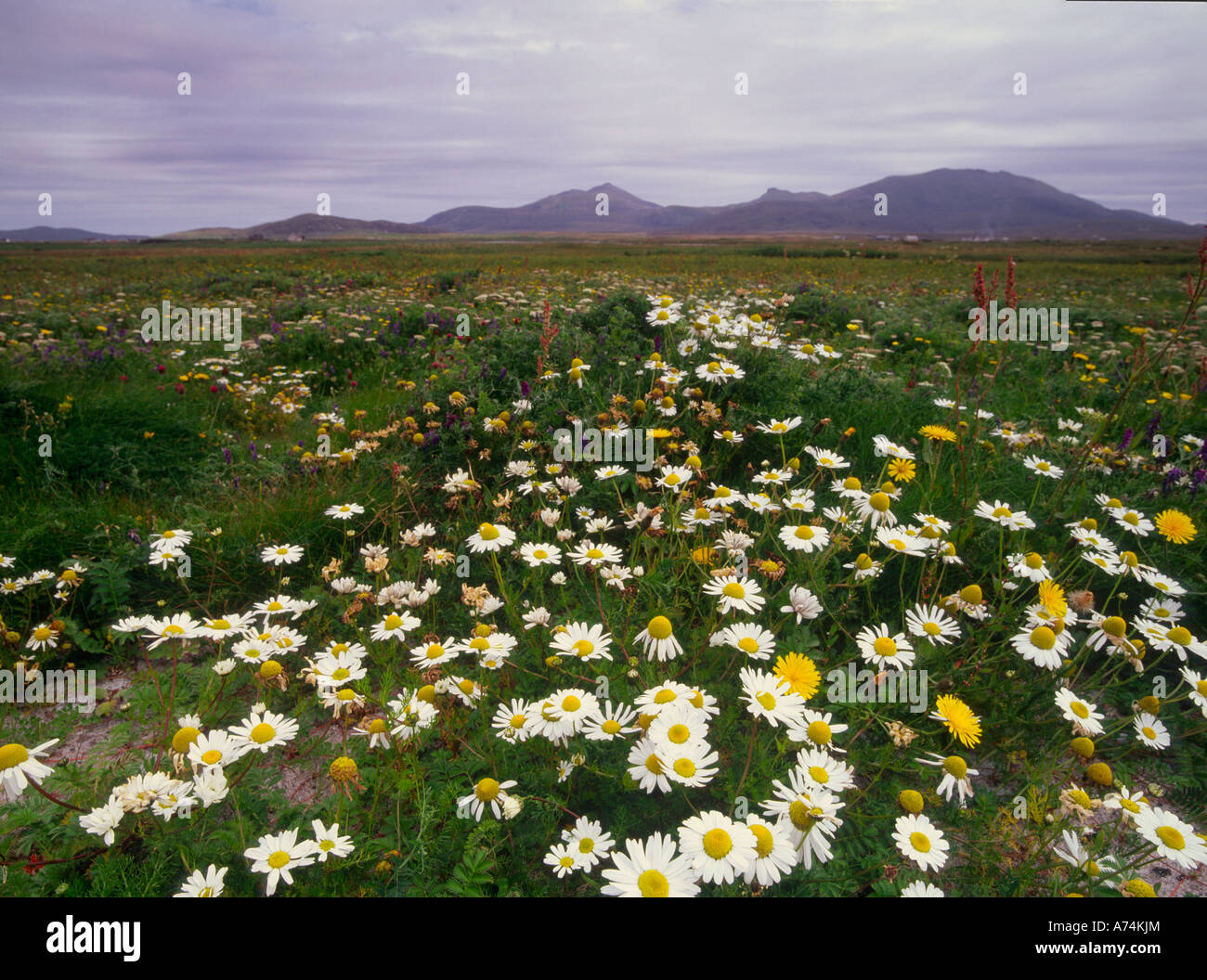 Wild flowers of the Machair South Uist Stock Photo