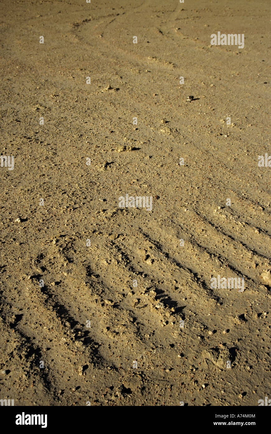 Imprint of First World War caterpillar tank tracks in the fragile desert sand cryptogamic soil Skeleton Coast Namibia Stock Photo