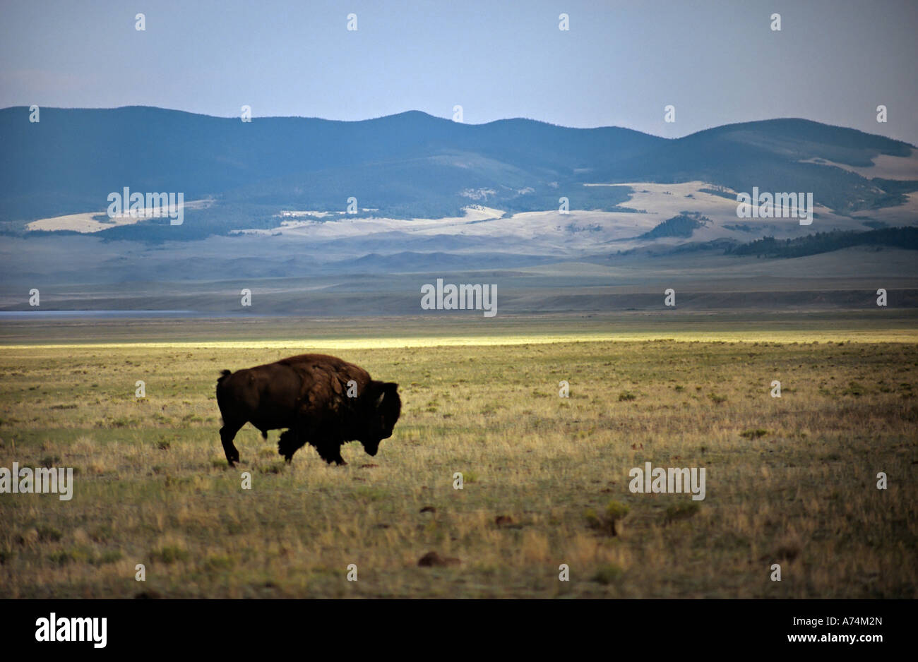 Solitary North American Buffalo or Bison Bison bison Colorado USA Stock ...