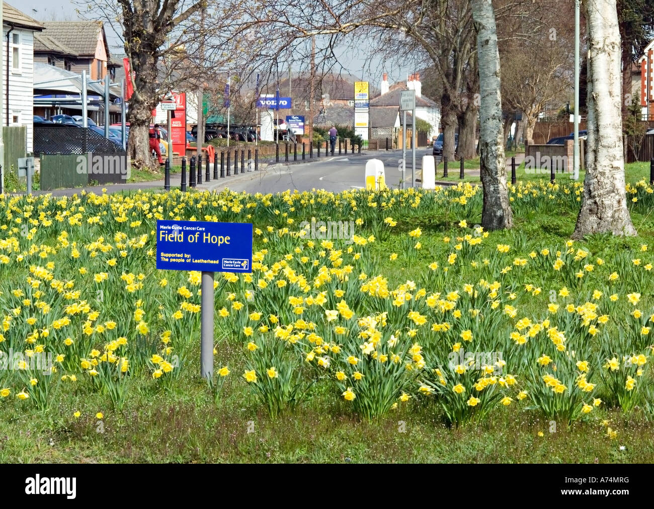 Daffodils Planted as Part of the Marie Curie Cancer Care Charity Campaign. Stock Photo