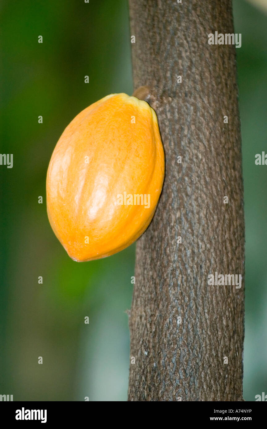 Yellow Cocoa fruit - Theobroma Cacao pod growing on a tree trunk in the Amazon area, South America. Close-up of a ripe cacao pod. Stock Photo