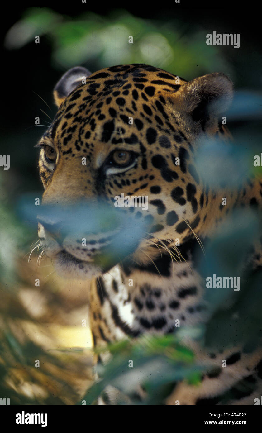 Belize. Jaguar at the Basin Jaguar Preserve Stock Photo Alamy