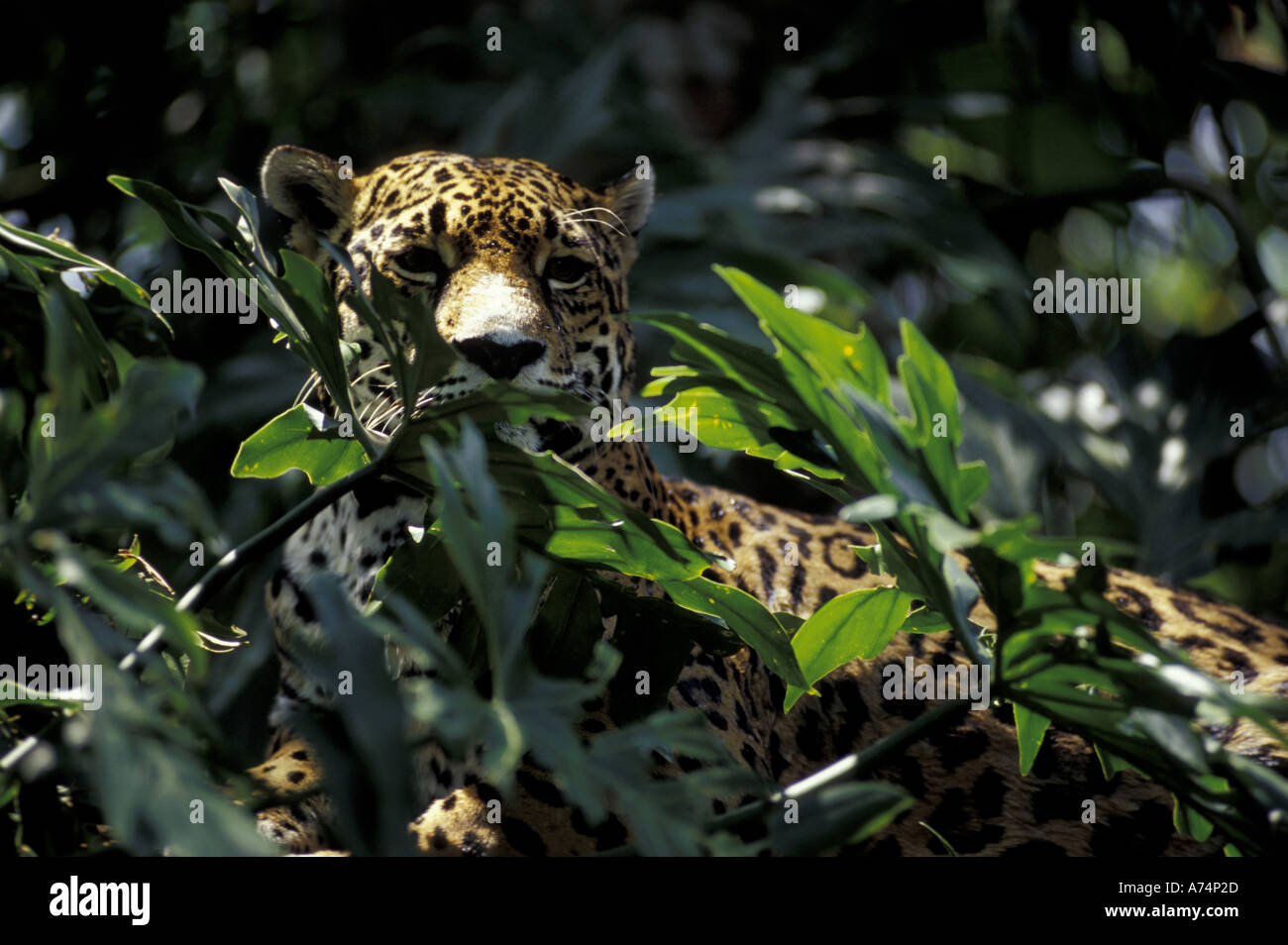 Central America, Belize Jaguar at the Basin Jaguar Preserve