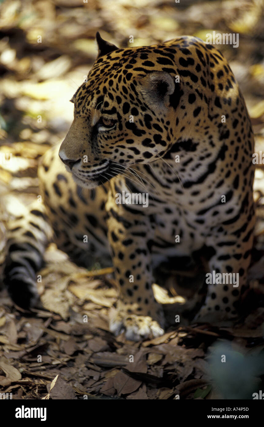 CA, Belize. Jaguar in the Basin Jaguar Preserve Stock Photo