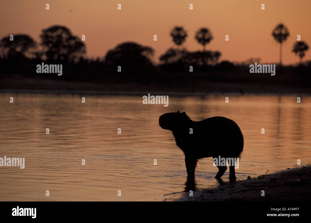 South America, Brazil, Pantanal Capybara (Hydrochoerus hydroaeris ...