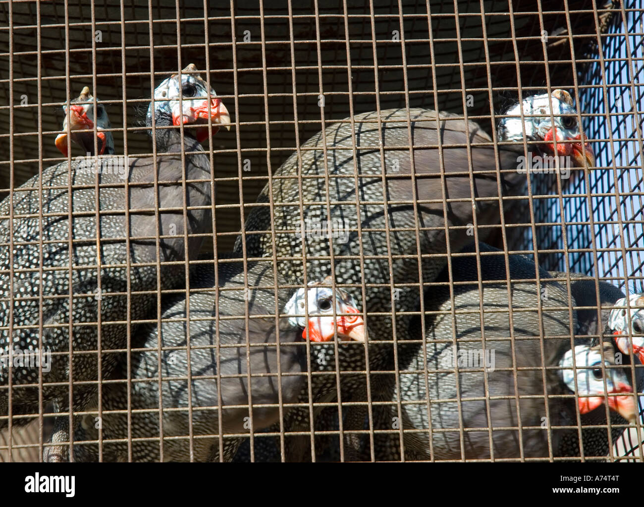 Guinea Fowl bird for sale in a cage at a market Stock Photo Alamy