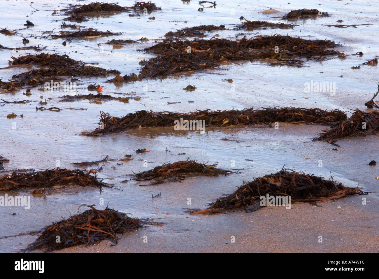 Seaweed on Beach Milford Auckland New Zealand Stock Photo