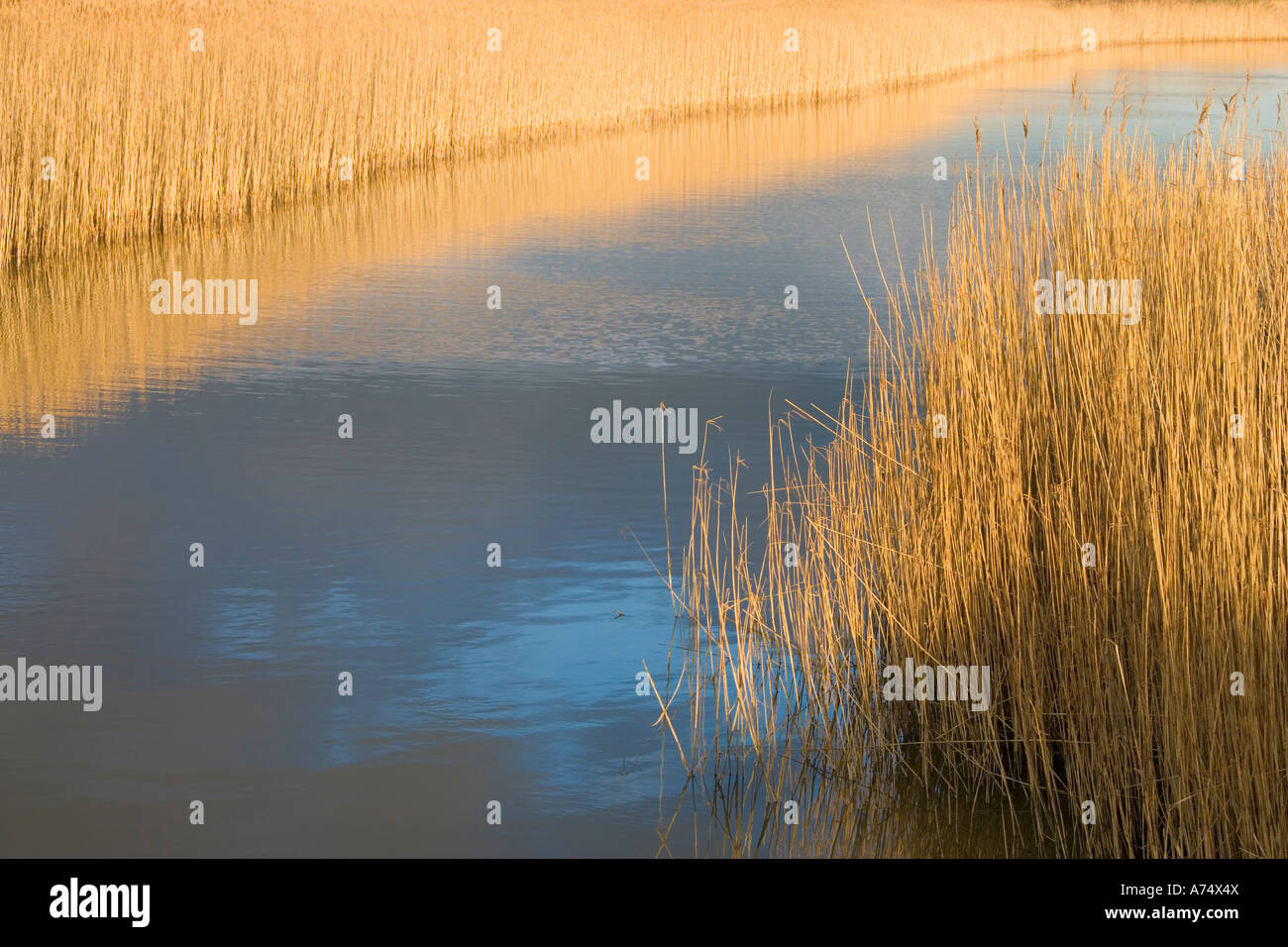 reed beds with river running through Stock Photo Alamy