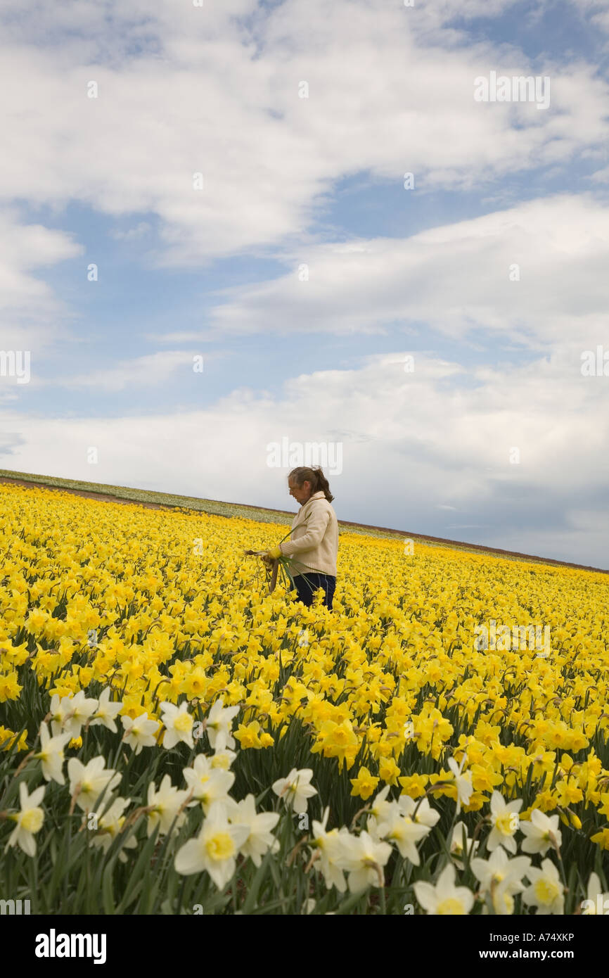 Commercial Daffodil picker, picking and harvesting daffodil blooms at