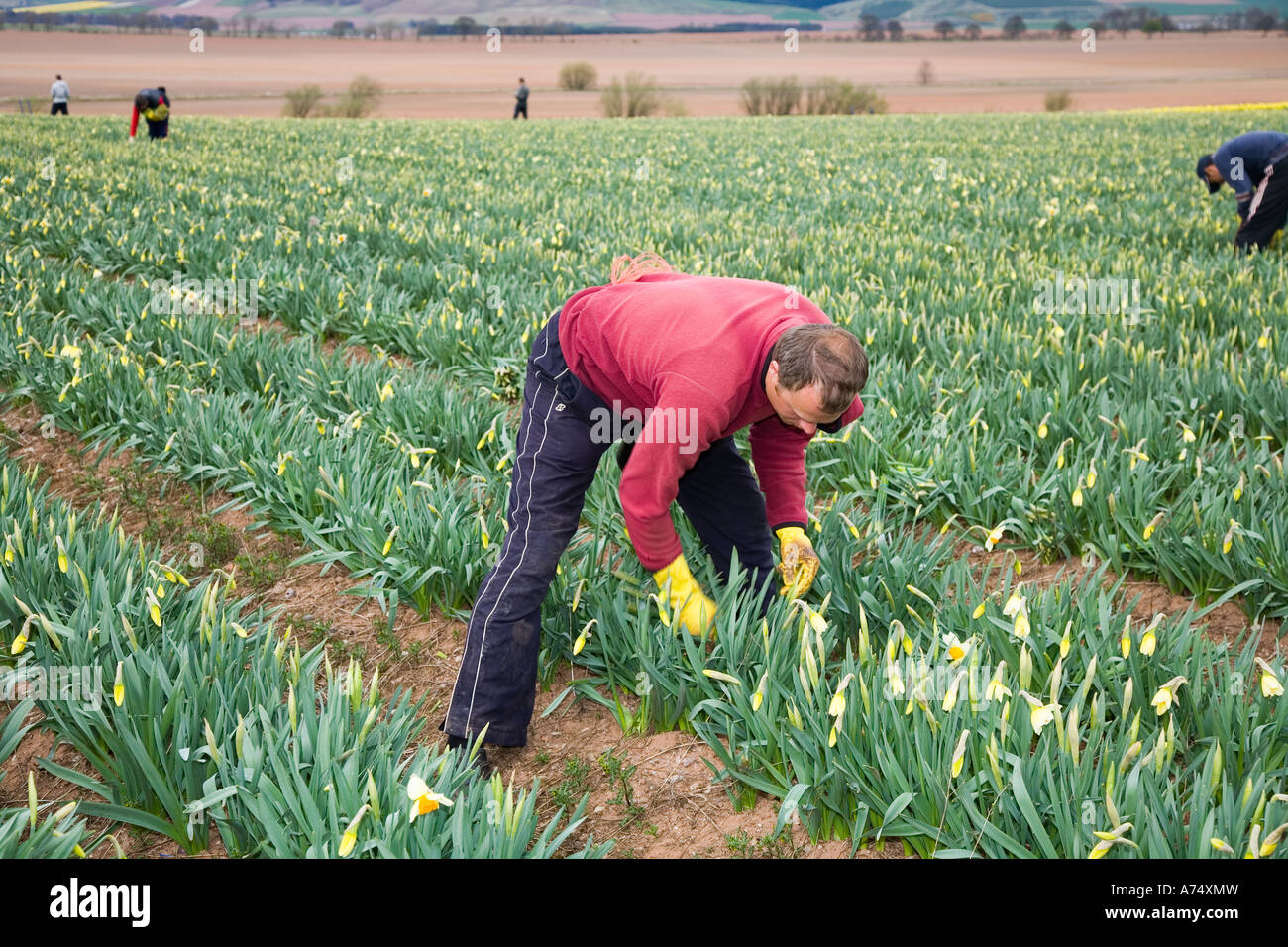 Commercial Daffodil picker, picking and harvesting daffodil blooms at