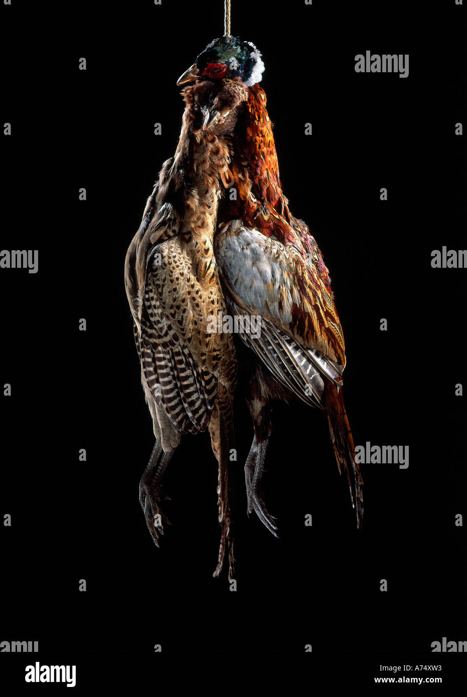 A brace of pheasants hang in a studio setting against a black background. Stock Photo