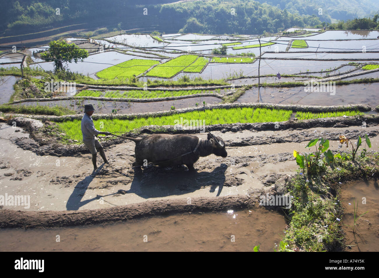 Man Using Ox To Plough Rice Terrace Stock Photo